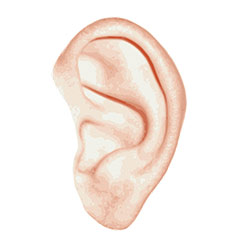 ear