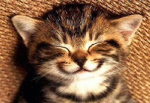 Sophia supplied this picture of a very happy cat. And why not?!