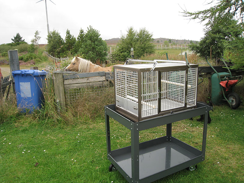 Parrot cage on a workshop trolley