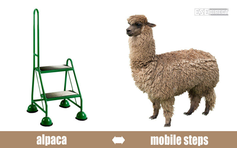 An alpaca wonders why the mobile steps aren't furry