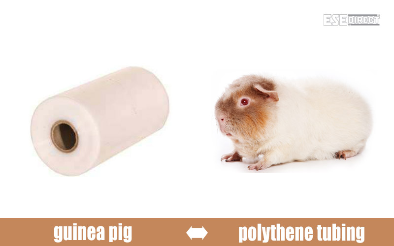 A roll of polythene tubing disguised as a guinea pig