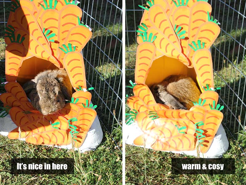 Waffles the rabbit enjoying his no waiting cone pet bed