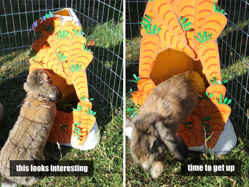 Waffles the rabbit enjoys jumping in and out