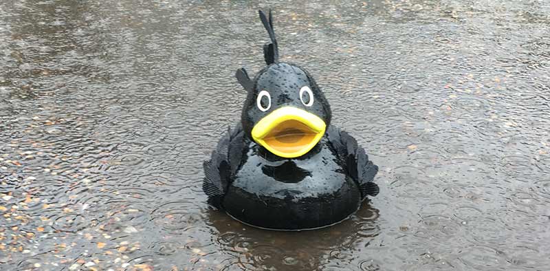 Rain, it's great weather for ducks