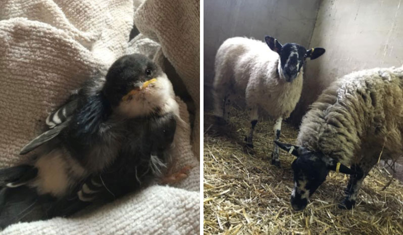 An orphaned fledgling House Martin and Freddie and Flossie sheep at Wetheriggs Animal Rescue Centre