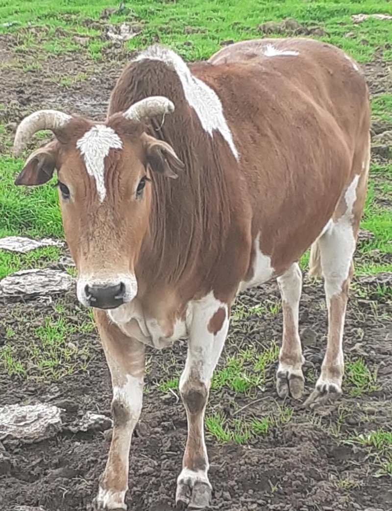 Zena the Zebu Cow at Wetheriggs Animal Rescue Centre